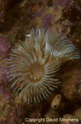 Feathers worms taken in Thurlsetone, England with F90x an... by David Stephens 